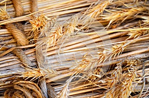 Wheat stalks