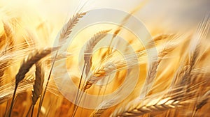 The Wheat Stalks Field: A Golden Opportunity