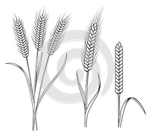 Wheat stalks illustrations set