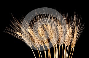 Wheat Stalks Isolated