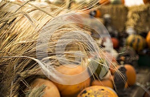 Wheat stalks and pumpkins