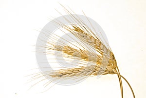 Wheat stem