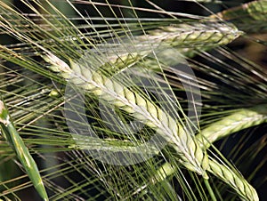 Wheat Stem Showing Seeds