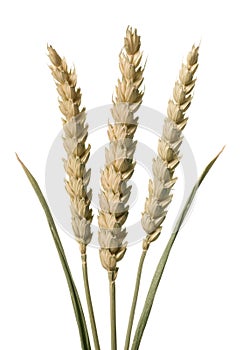 Wheat stems photo