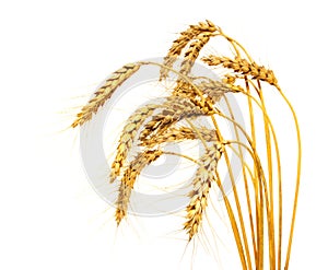 Wheat stems, isolated photo