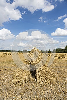 Wheat stooks in corn field at harvest time