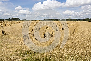 Wheat stooks in corn field at harvest time