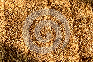 Wheat Straw background, texture, natural sunlight