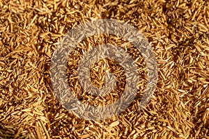 Wheat Straw background, texture, natural sunlight