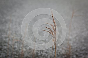 A wheat straw in the snow