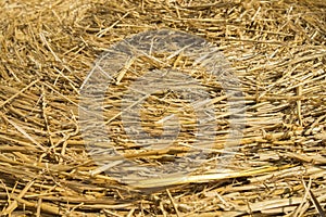 Wheat straw. Textured abstract background for design.