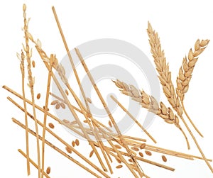 Wheat straw on white