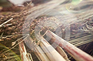 Wheat Struck by Sunlight