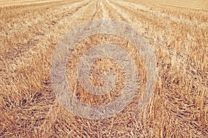 Wheat Stubble Field photo