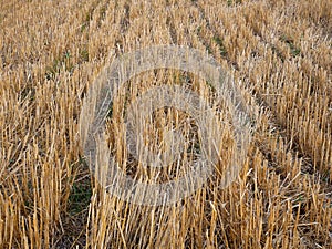 Wheat stubble after harvest