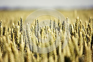 Wheat in summer