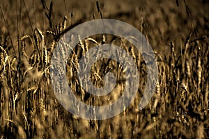 Wheat. Summer field.