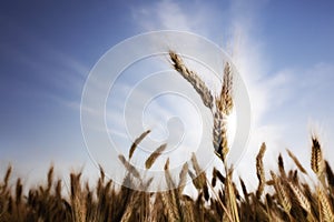 Wheat with sun