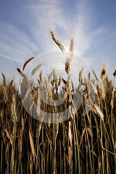 Wheat with sun