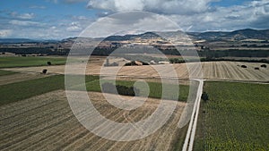 wheat and sunflower field. aereal drone view