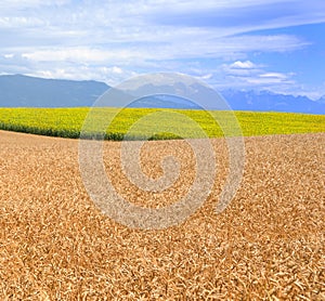 Wheat and Sunflowers