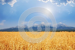 Wheat sunny field landscape and high mountain range