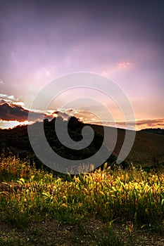 Wheat in the sunset