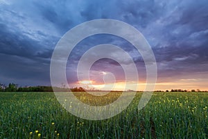 Wheat sunset