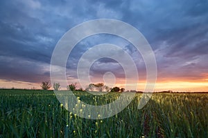 wheat sunset