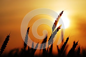 Pšenice na západ slunce 