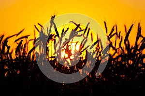 Wheat Sunset