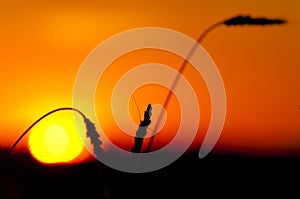 Wheat Sunset