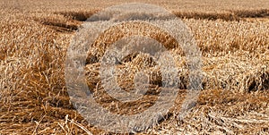 Wheat after a thunder-storm