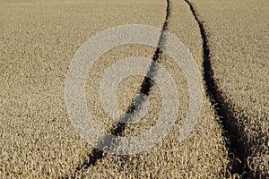 Wheat track