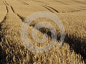 Wheat tracks