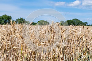 Wheat triticum aestivum