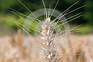 Wheat triticum aestivum