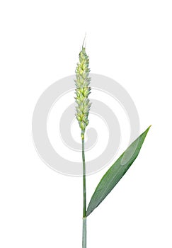 Wheat (Triticum aestivum) photo