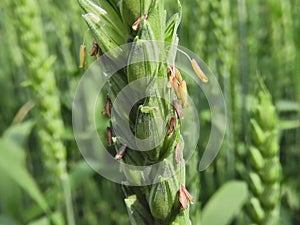 Wheat (Triticum aestivum) anthers, the wheat is in bloom.