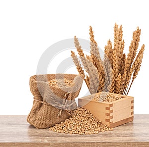 Wheat or Triticum aestivum wheat kernel on wood table isolated on white background with clipping path