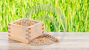 Wheat or Triticum aestivum wheat kernel on wood table nature background