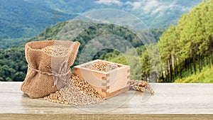 Wheat or Triticum aestivum wheat kernel on wood table on nature background