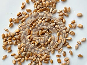 Wheat Triticum Corn