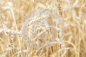 Wheat (Triticum) Crop Ready For Harvest.