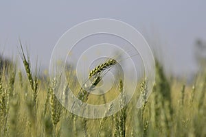 Wheat Stems in Field