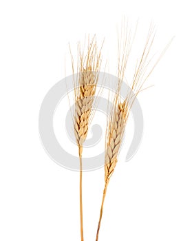 Wheat (Triticum spp.) photo