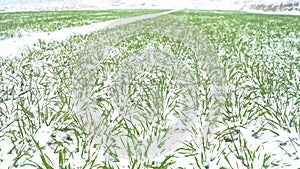 Wheat under the snow, full extent of agricultural field of winter, farmland