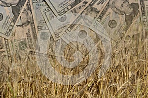 Wheat and US Dollars or Money or currency in double exposure shot, demonstrating earnings or spend in Agriculture