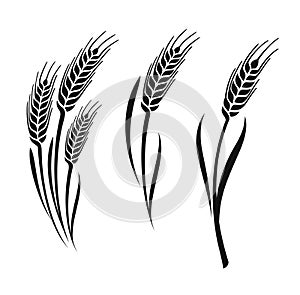 Wheat vector ears photo