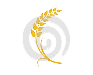 wheat vector icon